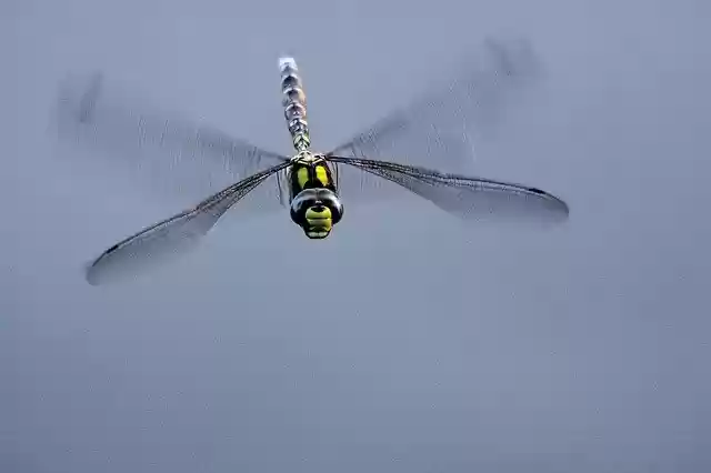 Free download Dragonfly Nature Wing -  free free photo or picture to be edited with GIMP online image editor