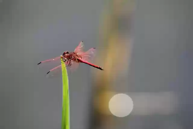 Free download dragonfly okavango africa bo free picture to be edited with GIMP free online image editor