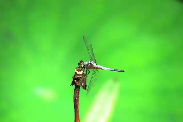 Free download Dragonfly Quentin Chong Summer -  free photo or picture to be edited with GIMP online image editor