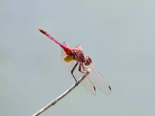 Free download Dragonfly Red Branch -  free photo or picture to be edited with GIMP online image editor