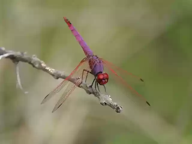 Free download Dragonfly Red Garnet -  free photo or picture to be edited with GIMP online image editor