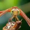 Dragonfly sucks nectar  screen for extension Chrome web store in OffiDocs Chromium