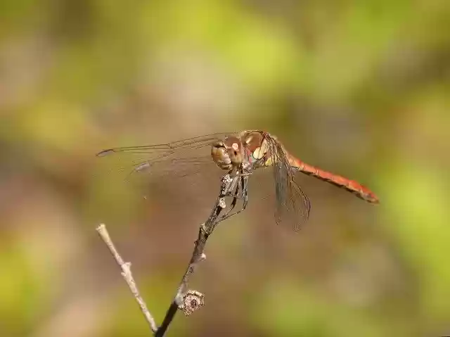 Free download Dragonfly Sympetrum Striolatum free photo template to be edited with GIMP online image editor
