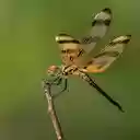 Dragonfly Wallpaper  screen for extension Chrome web store in OffiDocs Chromium