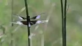 Free download Dragonfly Widow Skimmer Libellula -  free video to be edited with OpenShot online video editor