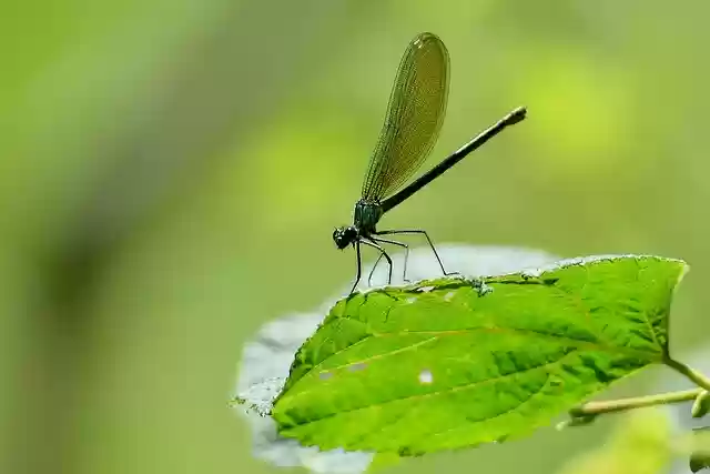 Free download dragonfly wings foliage green free picture to be edited with GIMP free online image editor