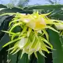 dragon fruit flower wallpaper  screen for extension Chrome web store in OffiDocs Chromium