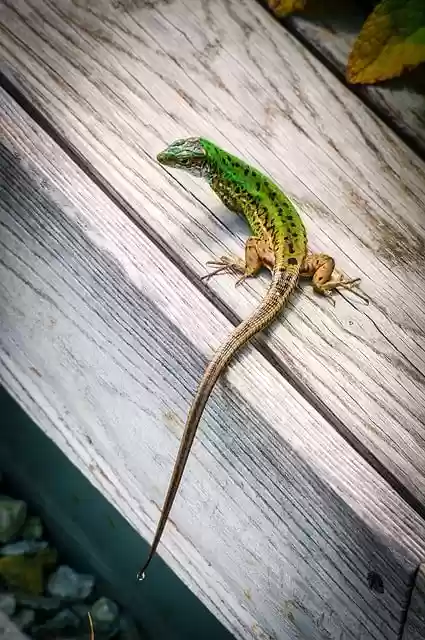Free download dragon sand lizard reptile animal free picture to be edited with GIMP free online image editor