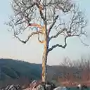 Dramanice Withered Tree in the Desert  screen for extension Chrome web store in OffiDocs Chromium
