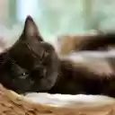 Dreamy black cat  screen for extension Chrome web store in OffiDocs Chromium