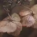 dried flower  screen for extension Chrome web store in OffiDocs Chromium