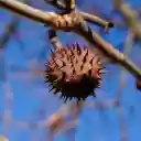 Dried ripe chestnuts  screen for extension Chrome web store in OffiDocs Chromium