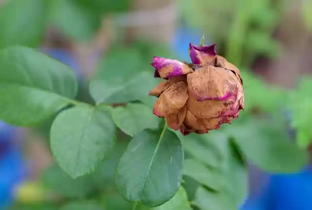Free download dried rose withered flower rose free picture to be edited with GIMP free online image editor