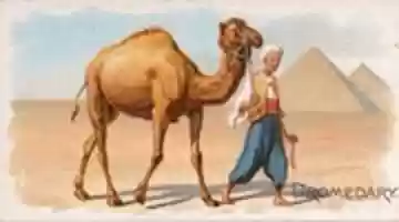Free download Dromedary African Camel (1890) free photo or picture to be edited with GIMP online image editor