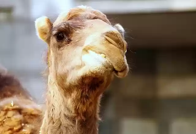 Free download Dromedary Zoo Camel -  free photo or picture to be edited with GIMP online image editor