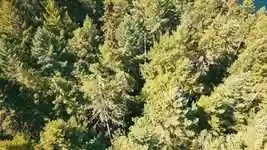 Free download Drone Trees Forest -  free video to be edited with OpenShot online video editor