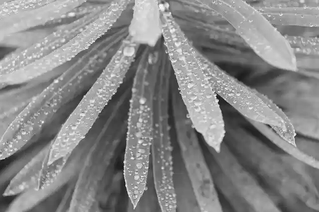 Free download Droplets Leaves Dew -  free photo or picture to be edited with GIMP online image editor