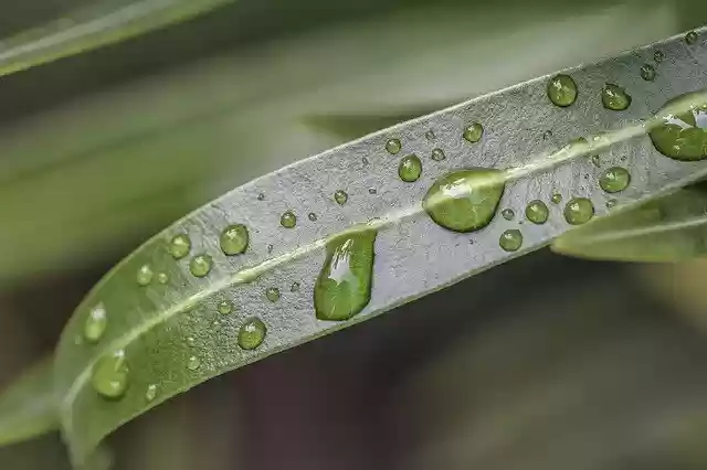 Free download Drop Of Water Leaf Green Close -  free photo or picture to be edited with GIMP online image editor