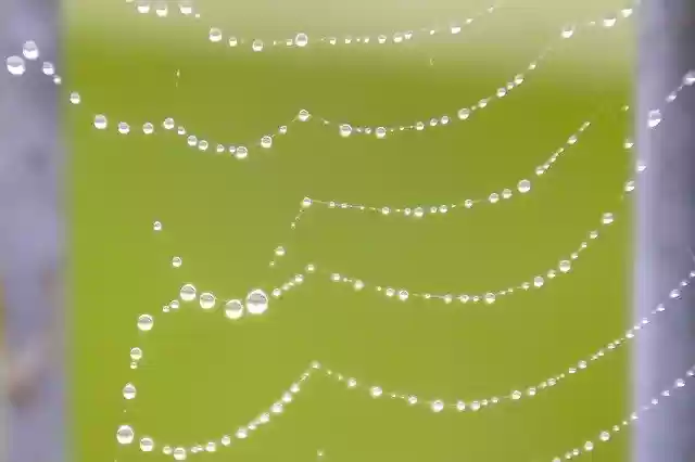 Free download Drop Of Water Rain Cobweb -  free photo or picture to be edited with GIMP online image editor