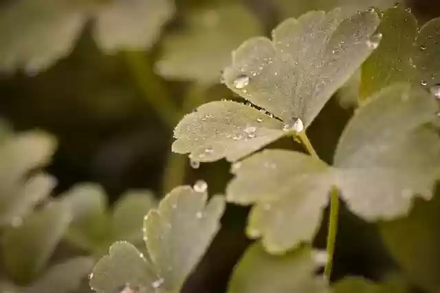 Free download drops dew dewdrop plant nature free picture to be edited with GIMP free online image editor