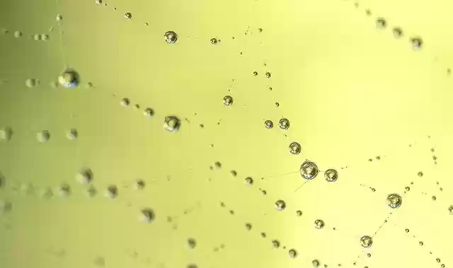 Free download Drops Of Water Spider Web With -  free free photo or picture to be edited with GIMP online image editor