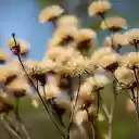 dry flower branches  screen for extension Chrome web store in OffiDocs Chromium