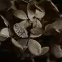 Dry leaves  screen for extension Chrome web store in OffiDocs Chromium