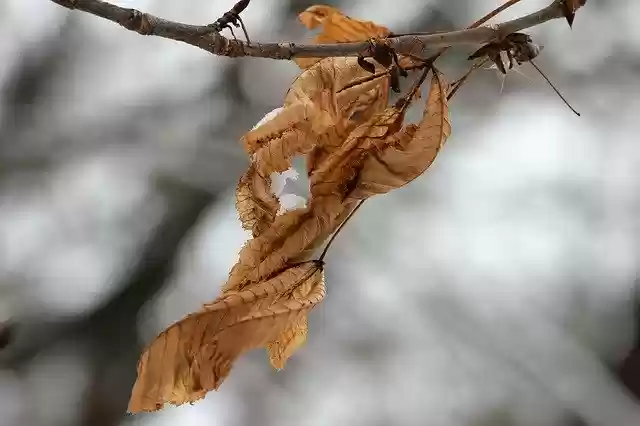 Free download Dry Leaves Branch Winter free photo template to be edited with GIMP online image editor