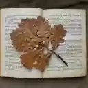 dry leaves in the book  screen for extension Chrome web store in OffiDocs Chromium