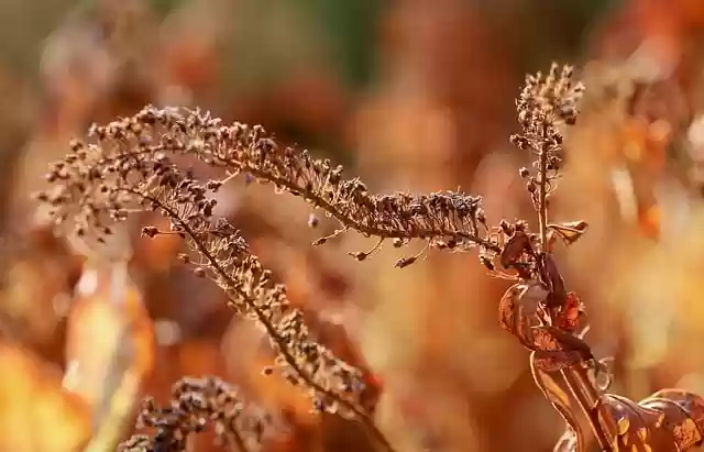 Free download dry plant fall nature faded dry free picture to be edited with GIMP free online image editor