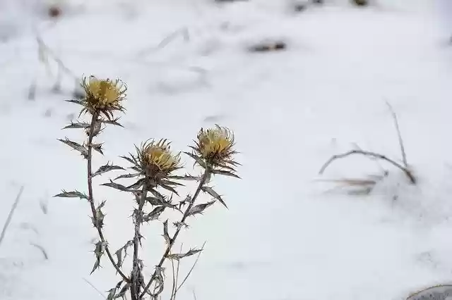 Free download Dry Plant Winter Nature -  free photo or picture to be edited with GIMP online image editor