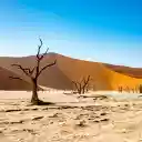 Dry tree in the desert  screen for extension Chrome web store in OffiDocs Chromium
