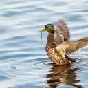 Duck and wings  screen for extension Chrome web store in OffiDocs Chromium