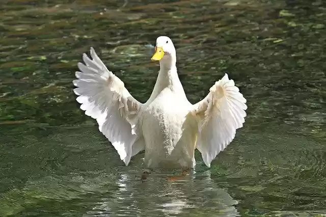 Free download Duck Animal Nature -  free free photo or picture to be edited with GIMP online image editor