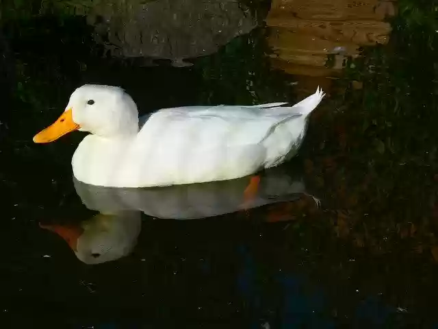 Free download Duck Animal World Pond -  free photo or picture to be edited with GIMP online image editor