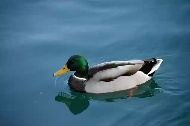 Free download Duck Auk Swimming Blue -  free photo or picture to be edited with GIMP online image editor