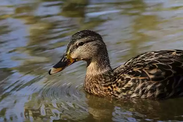 Free download duck beak feathers plumage animal free picture to be edited with GIMP free online image editor