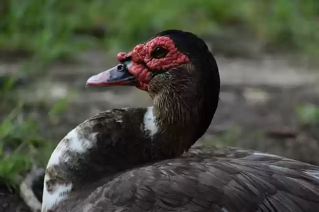 Free download duck bill bird close up animal free picture to be edited with GIMP free online image editor