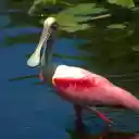 Duck billed bird  screen for extension Chrome web store in OffiDocs Chromium