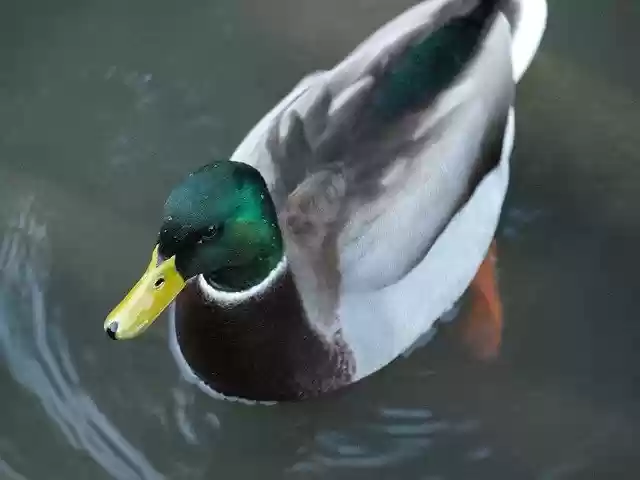 Descarga gratuita Duck Bird Animal World: foto o imagen gratuita para editar con el editor de imágenes en línea GIMP