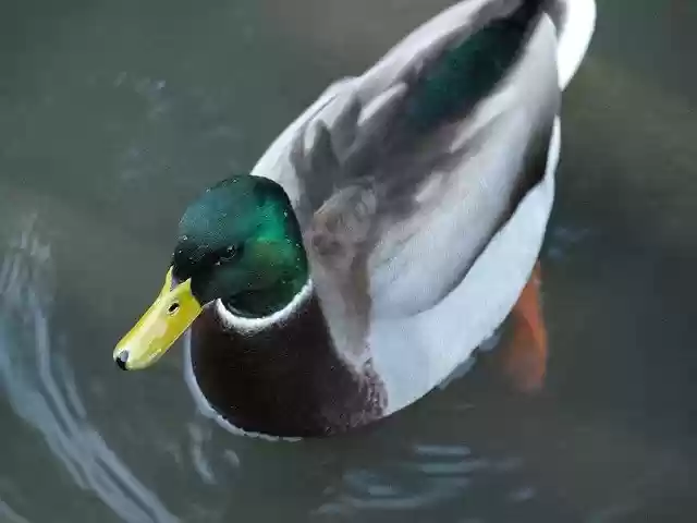 Free download Duck Bird Animal World -  free photo or picture to be edited with GIMP online image editor