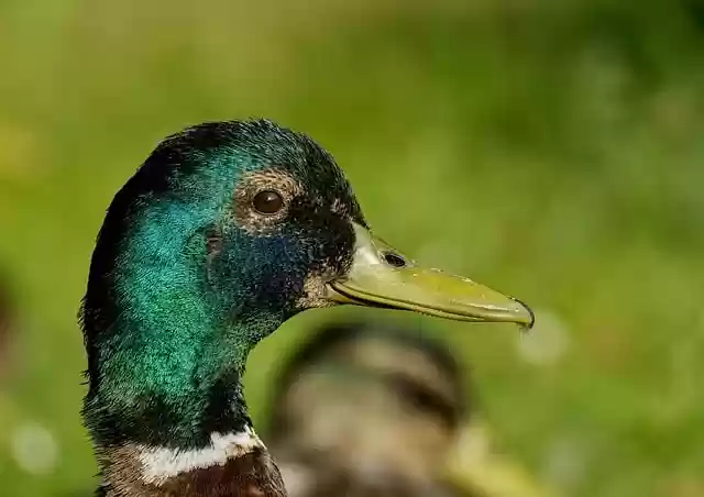 Free download duck bird cute animal plumage free picture to be edited with GIMP free online image editor