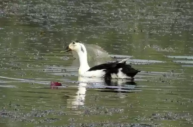 Free download Duck Bird Knob-Billed -  free photo or picture to be edited with GIMP online image editor