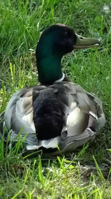 Free download Duck Bird Lake -  free photo or picture to be edited with GIMP online image editor