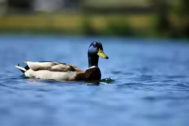 Free download duck bird lake nature water free picture to be edited with GIMP free online image editor