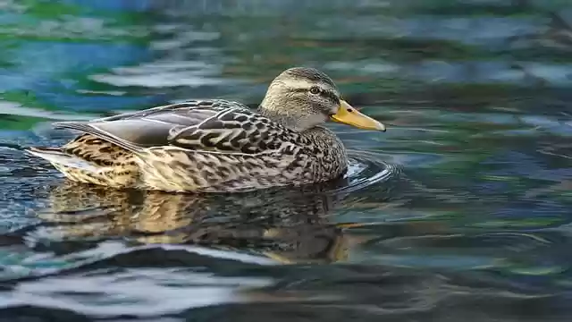 Free download duck bird mallard aquatic bird free picture to be edited with GIMP free online image editor
