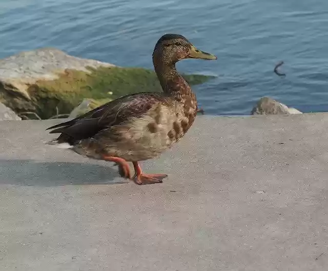 Free download Duck Bird Teal -  free photo or picture to be edited with GIMP online image editor