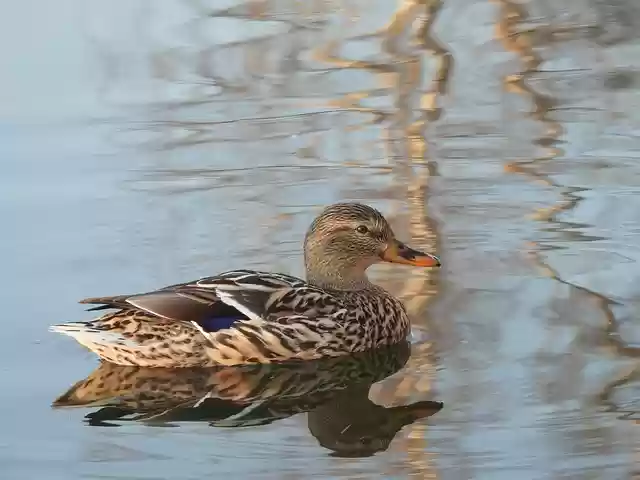 Free download duck bird waterfowl water bird free picture to be edited with GIMP free online image editor