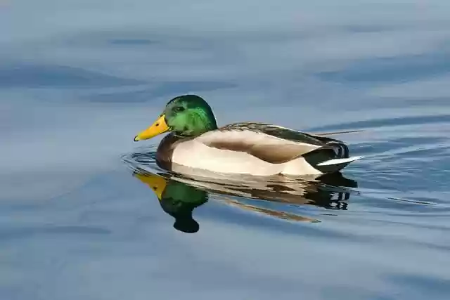 Free download duck bird water mirror animal free picture to be edited with GIMP free online image editor