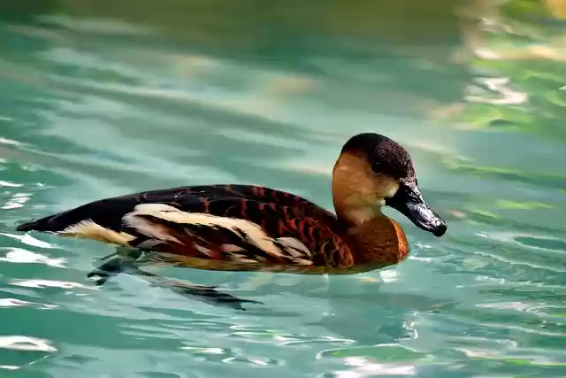 Free download duck brown duck bird wildlife free picture to be edited with GIMP free online image editor